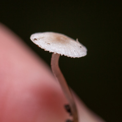 Collybia