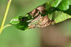 Paraidemona
