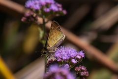 Hylephila phyleus