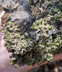 Riccia huebeneriana
