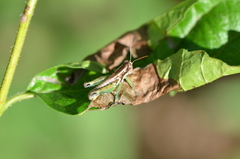 Paraidemona