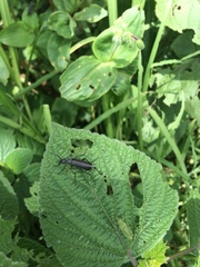 Epicauta curvicornis