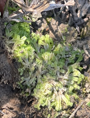 Riccia huebeneriana