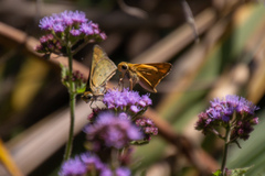 Hylephila phyleus