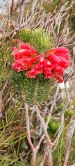 Erica viscaria