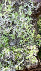 Riccia huebeneriana