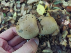 Cortinarius