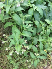 Symphytum officinale