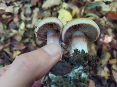 Cortinarius