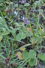 Mentha longifolia