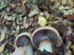Cortinarius