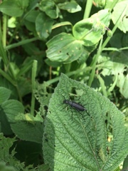 Epicauta curvicornis