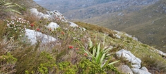 Erica viscaria