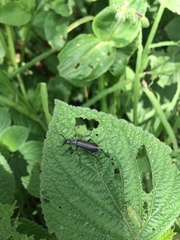 Epicauta curvicornis