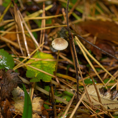 Mycena