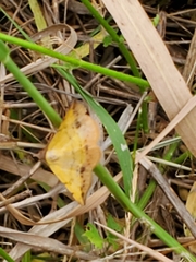 Antepione thisoaria