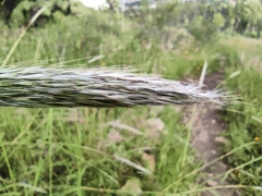 Bothriochloa barbinodis