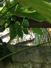 Columbina talpacoti
