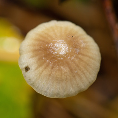 Mycena