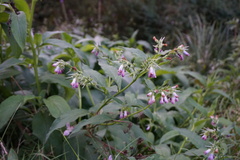 Symphytum officinale