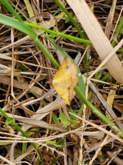 Antepione thisoaria