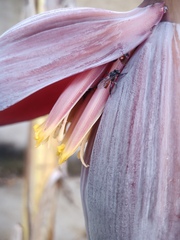 Trigona fulviventris