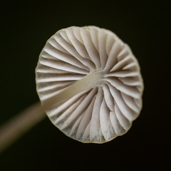 Mycena