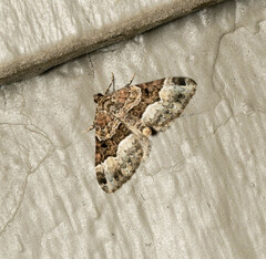 Euphyia intermediata