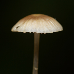 Mycena