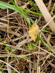 Antepione thisoaria