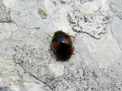 Scymnus subvillosus