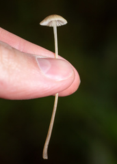 Mycena