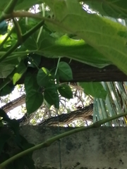Columbina talpacoti
