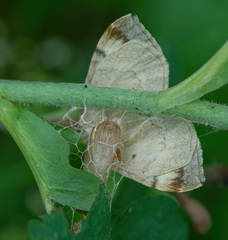 Eulithis pyropata