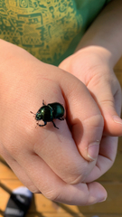 Geotrupes splendidus