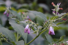 Symphytum officinale
