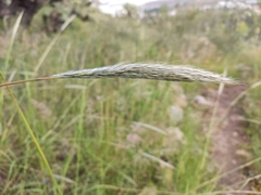Bothriochloa barbinodis