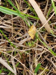 Antepione thisoaria