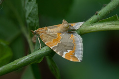 Eulithis pyropata