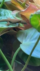 Lygodactylus williamsi