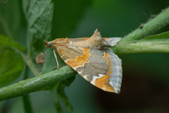 Eulithis pyropata