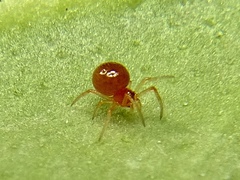 Ruborridion musivum