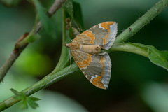 Eulithis pyropata