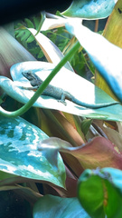 Lygodactylus williamsi