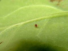 Ruborridion musivum