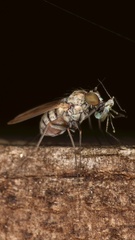 Syntormon denticulatum