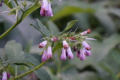 Symphytum officinale