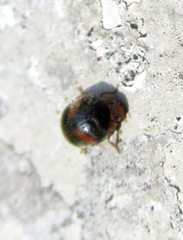 Scymnus subvillosus