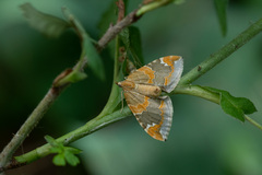 Eulithis pyropata