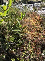 Gentiana rubricaulis